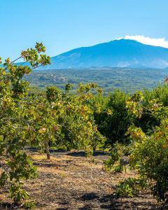 The pistachio of Bronte 1