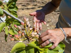 The pistachio of Bronte 2